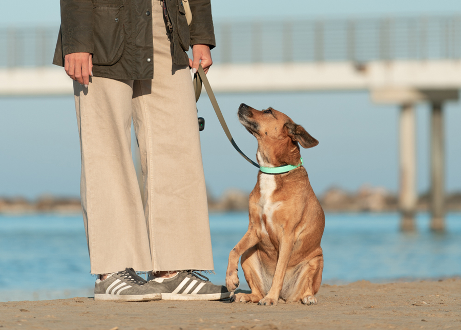 Come Allenare il Tuo Cane a Indossare la Pettorina: Tecniche e Consigli Utili